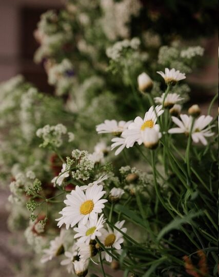 WILDBLUMEN ERLEBEN