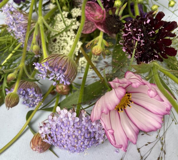 Ackerblüten