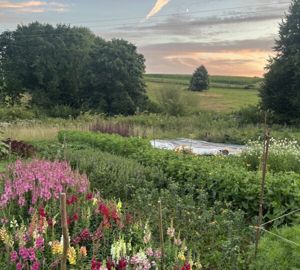 Ackerblüten