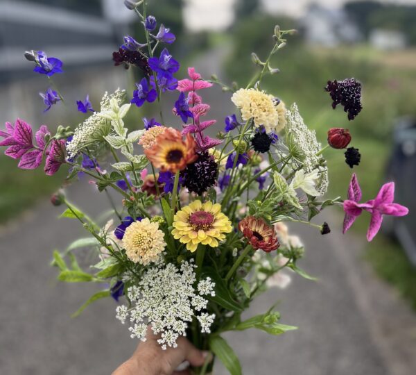 Ackerblüten